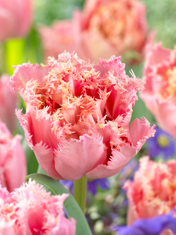 Dubbele roze tulp in voorjaar