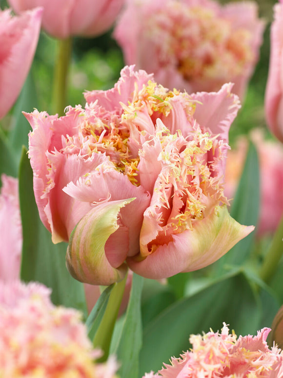 Tulp Pink Magic detail bloemblaadjes