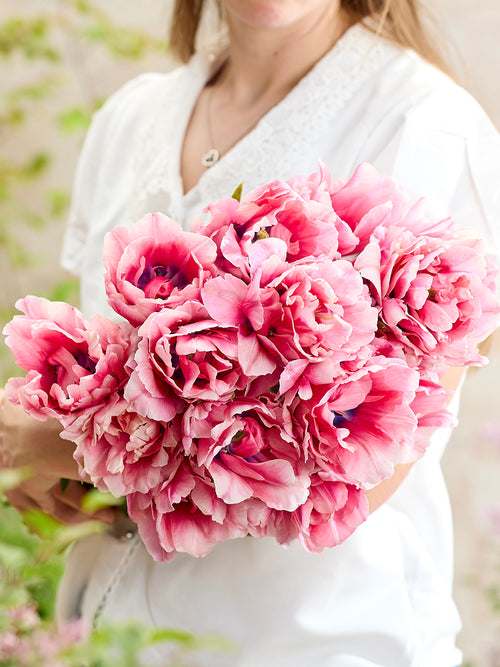 Tulp Precious Pink