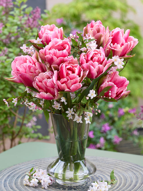 Tulp Precious Pink