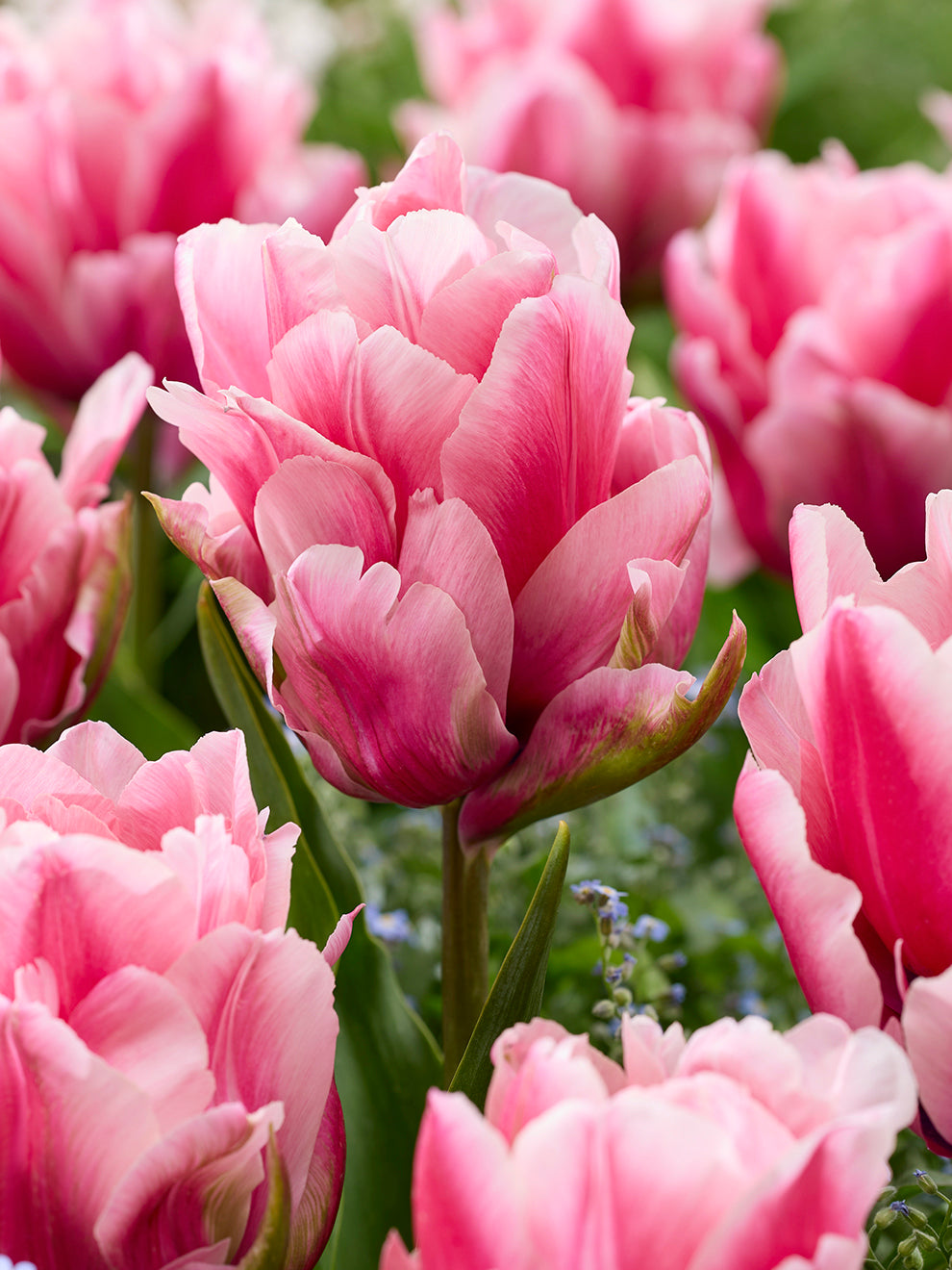 Tulp Precious Pink | DutchGrown | Exclusieve Tulpen te koop
