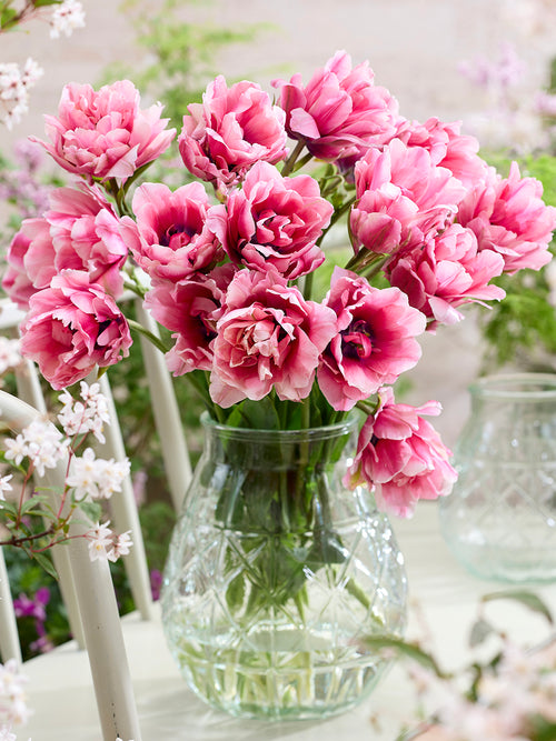 Tulp Precious Pink