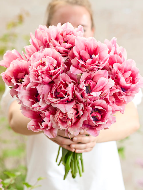 Tulp Precious Pink