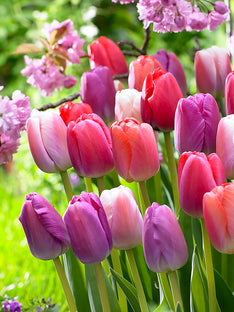 Tulpen Pride en Joy Collectie