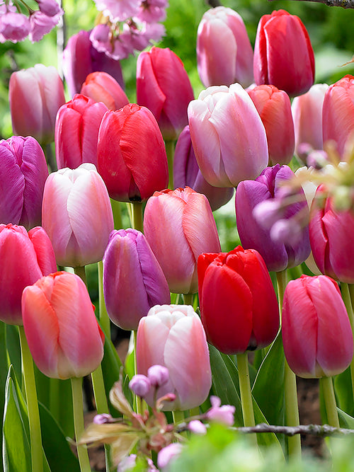 Darwin Hybrid tulpen roze rood mix