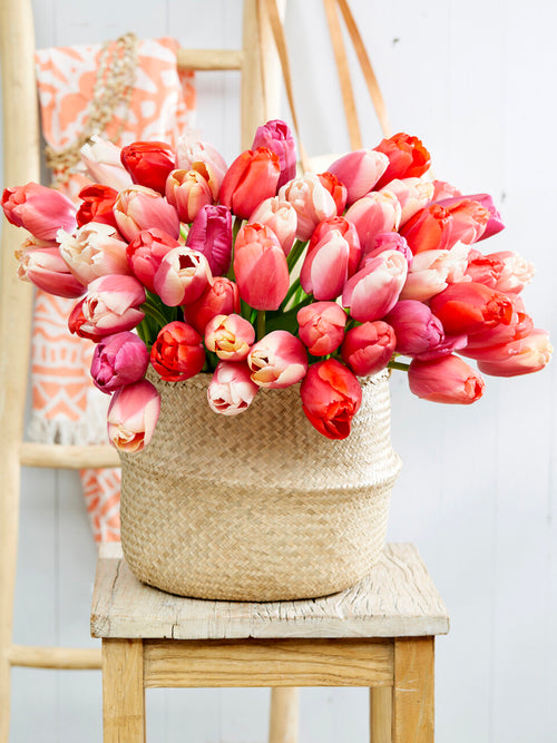 Pride en Joy tulpen in border