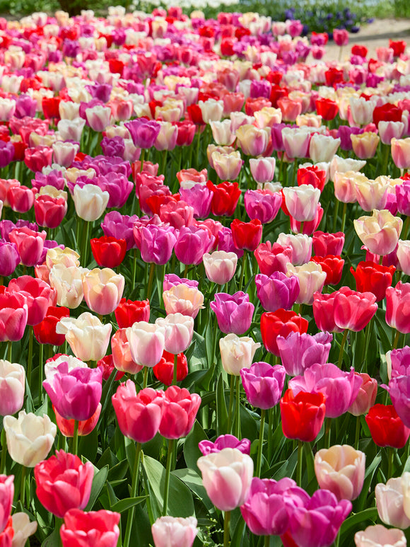 Grote tulpen met stevige stelen