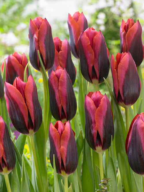 Paarse tulp met oranje rand