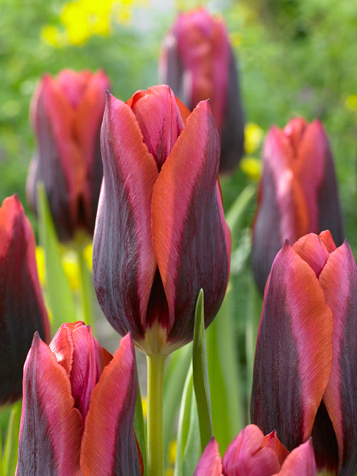 Triumph-tulp in voorjaarstuin