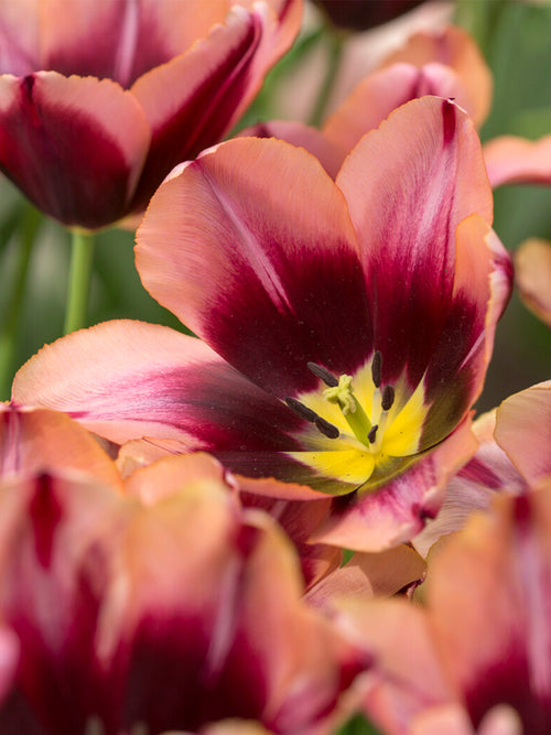 Donkerpaarse tulpenbloem