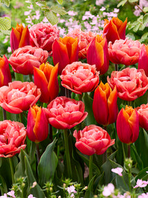 Tulp Sunset Glow Collection