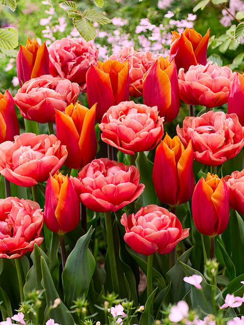 Tulp Sunset Glow Collection