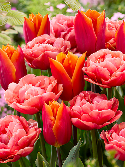 Tulp Sunset Glow Collection