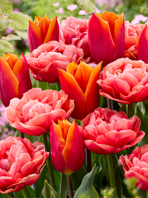 Tulp Sunset Glow Collection