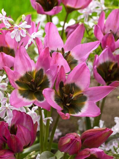 Tulp Violetta met stervormige rozerode bloemen
