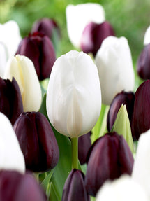 Tulp Zebra Collection