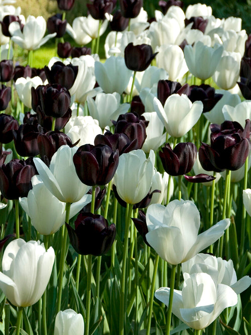 Kopen Tulp Zebra Collection