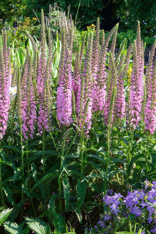 Veronica longifolia 'Pink Eveline' (Lange ereprijs) kopen