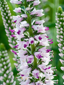 Veronica longifolia 'Pink Eveline' (Lange ereprijs)