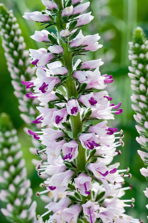 Veronica longifolia 'Pink Eveline' (Lange ereprijs)