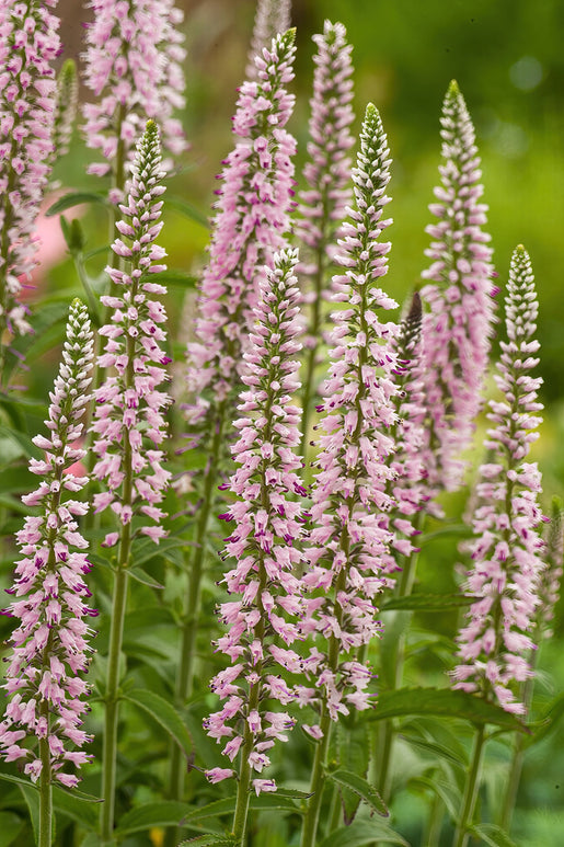 Veronica longifolia 'Pink Eveline' (Lange ereprijs) vaste planten