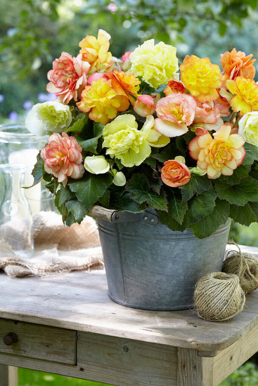 Begonia Knollen Wummi Maskerade