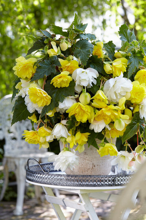 Begonia Cascade Geel en Wit bollen