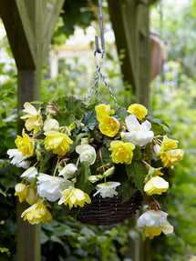 Begonia Cascade Geel en Wit Mix