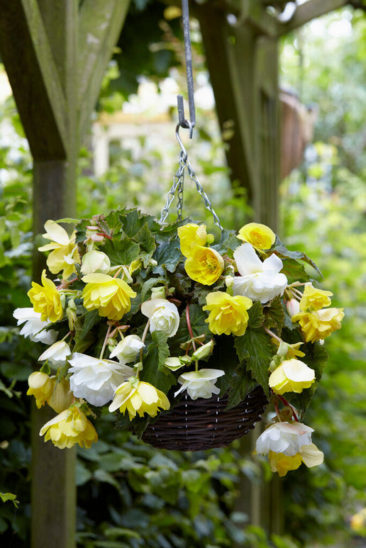 Begonia Cascade Geel en Wit Mix