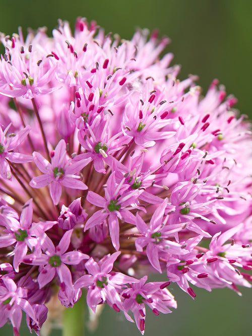 Allium Pink Sensation - DutchGrown