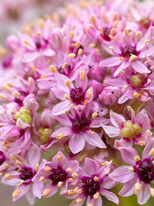 Koop Allium Red Eye bloembollen - Herfstlevering