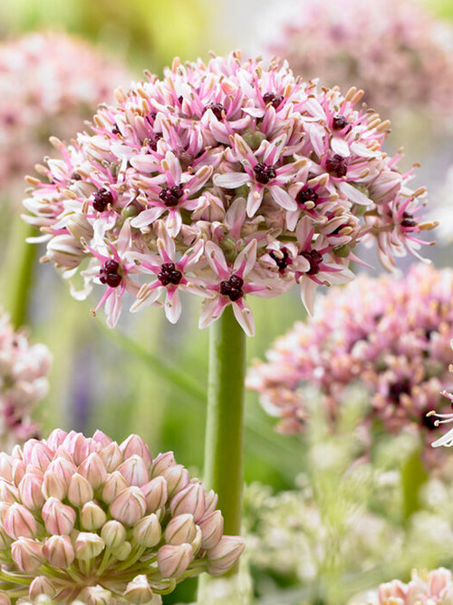 Koop Allium Red Eye bloembollen - Herfstlevering
