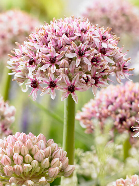 Koop Allium Red Eye bloembollen - Herfstlevering