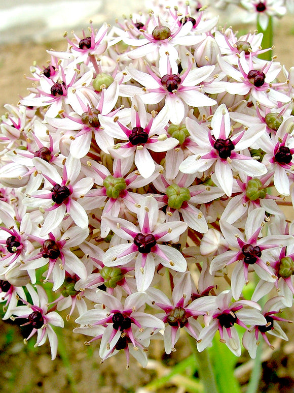 Koop Allium Red Eye bloembollen 