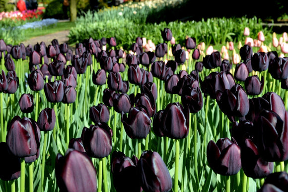 Queen of the Night Tulpen in bloem