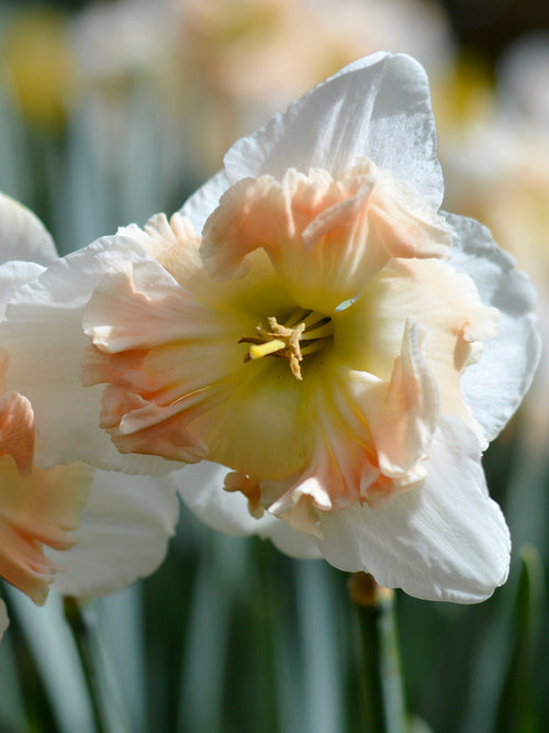 Narcis Mallee bloembollen kopen - Herfstlevering