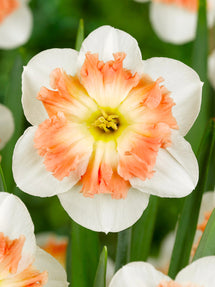 Narcis Mallee