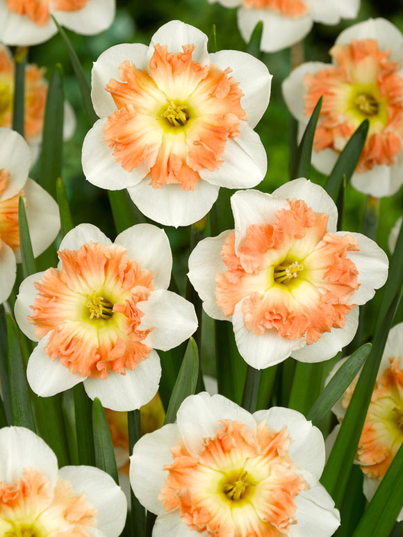 Narcis Mallee bloembollen kopen - Herfstlevering