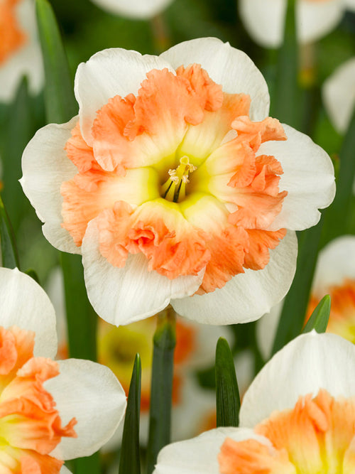 Narcis Mallee bloembollen kopen - Herfstlevering