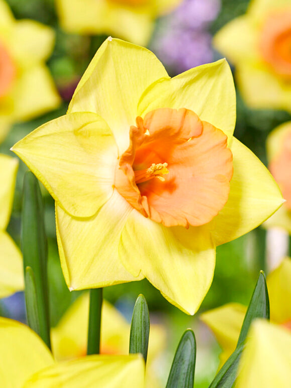 Narcis Tom Pouce bloembollen kopen - Herfstlevering