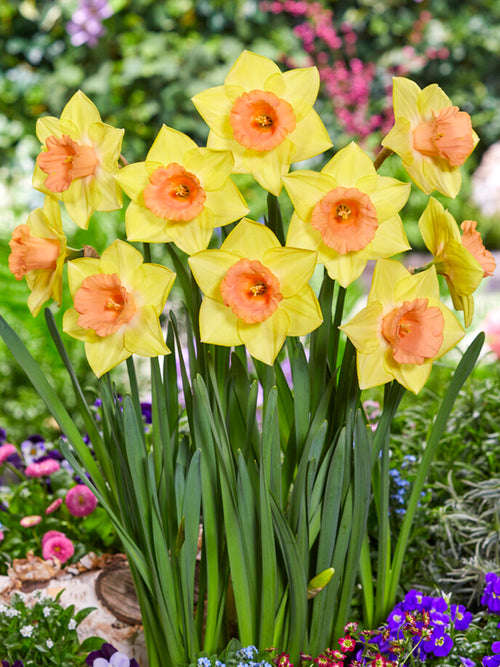 Narcis Tom Pouce bloembollen kopen - DutchGrown