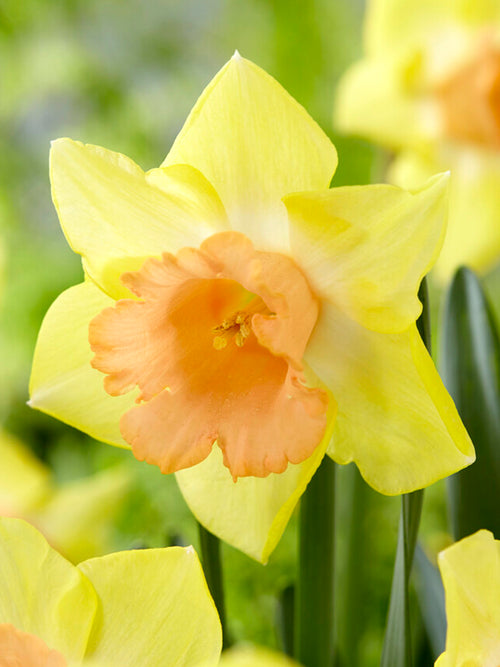 Narcis Tom Pouce bloembollen kopen - Herfstlevering
