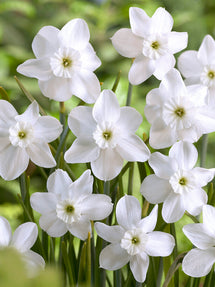 Narcis Xit