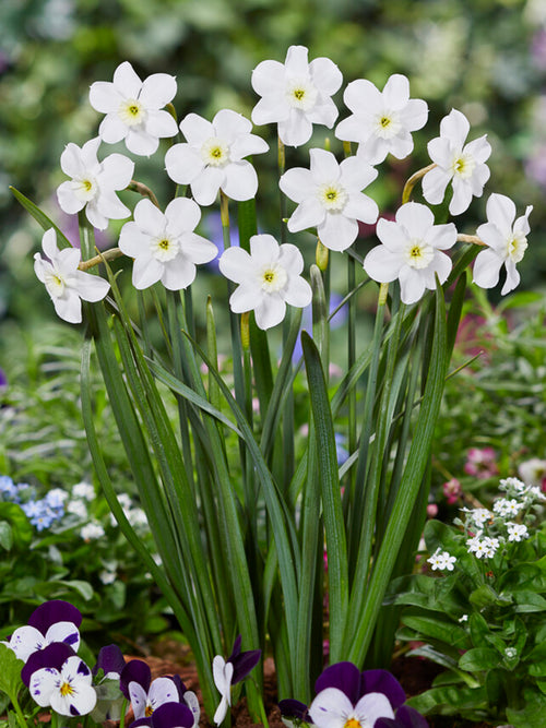Narcis Xit bloembollen kopen - DutchGrown