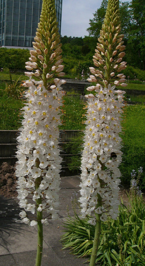 Kopen Eremurus (Foxtail Lily) Robustus
