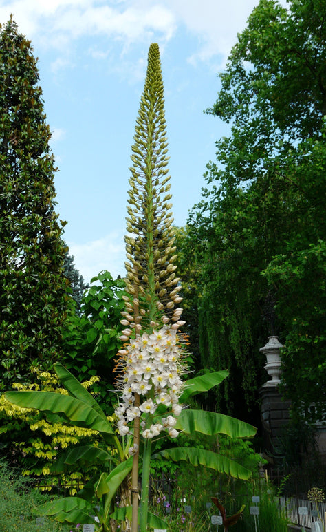 Eremurus (Foxtail Lily) Robustus