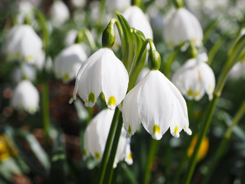 Bloembollen Zomerklokje (Leucojum aestivum 'Gravetye Giant')