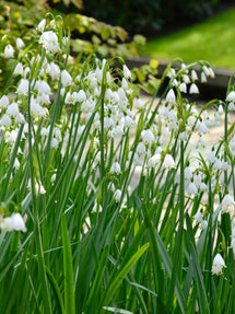 Zomerklokje (Leucojum aestivum Gravetye Giant)