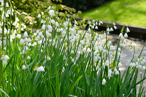 Zomerklokje (Leucojum aestivum 'Gravetye Giant')