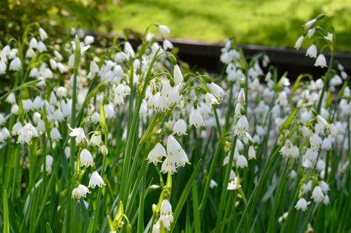 Zomerklokje (Leucojum aestivum 'Gravetye Giant') kopen